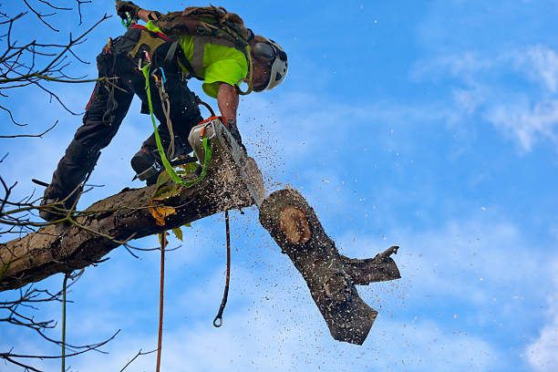  Wheat Ridge, CO Tree Care Pros